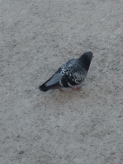 Columba livia domestica