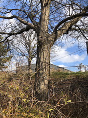 Gleditsia triacanthos