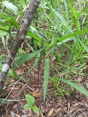 Eulophia hereroensis