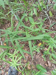 Eulophia hereroensis