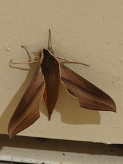 Xylophanes tersa