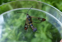 Synanthedon conopiformis