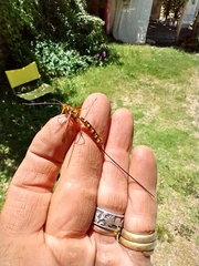 Megarhyssa praecellens