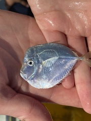 Selene setapinnis