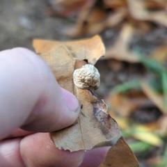 Dryocosmus quercuslaurifoliae