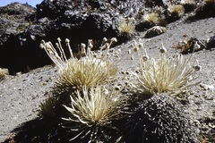 Espeletia moritziana