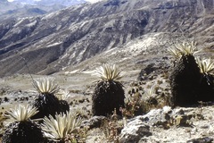 Espeletia timotensis