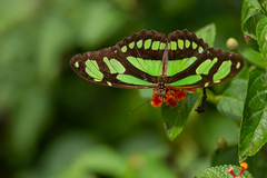 Philaethria wernickei
