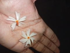 Nyctanthes arbor-tristis