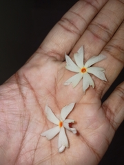 Nyctanthes arbor-tristis