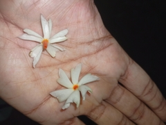 Nyctanthes arbor-tristis