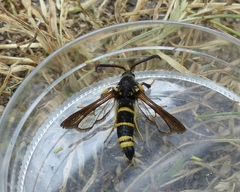 Paranthrene tabaniformis