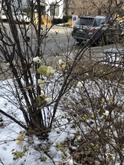 Symphoricarpos albus