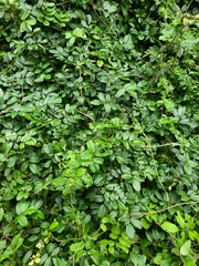 Derris scandens