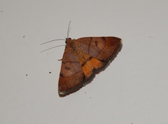 Plecopterodes moderata