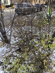 Symphoricarpos albus