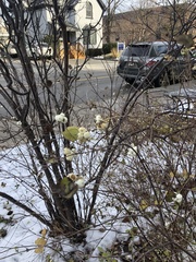 Symphoricarpos albus