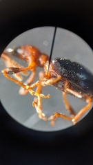 Cylas formicarius