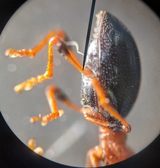 Cylas formicarius