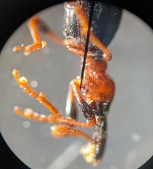 Cylas formicarius