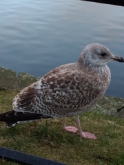 Larus