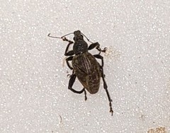 Systates omanicus
