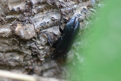 Melandrya caraboides