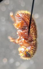 Coccotrypes dactyliperda