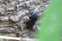 Melandrya caraboides