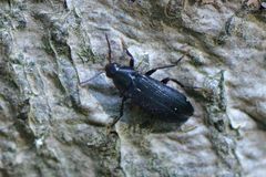 Melandrya caraboides