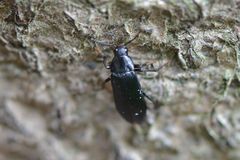 Melandrya caraboides