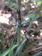 Nephila comorana