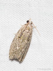 Proteoteras willingana