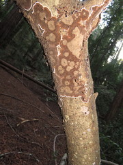 Peniophora malenconii