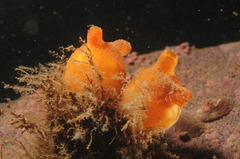 Halocynthia pyriformis
