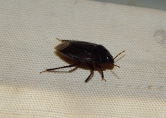 Macroscytus reflexus