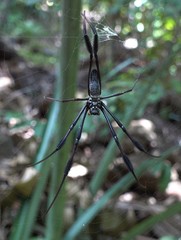 Nephila comorana