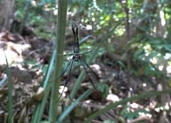 Nephila comorana