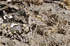 Pseudognaphalium moritzianum