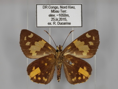 Apallaga fulgens montanus