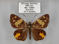 Apallaga fulgens montanus