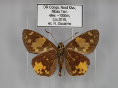 Apallaga fulgens montanus
