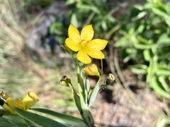 Sisyrinchium palmifolium