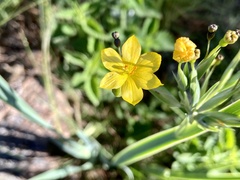 Sisyrinchium palmifolium