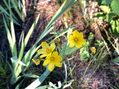 Sisyrinchium palmifolium