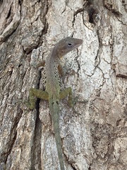 Anolis marmoratus