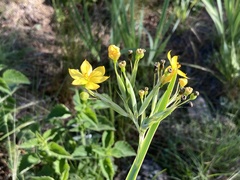 Sisyrinchium palmifolium