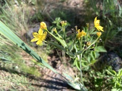 Sisyrinchium palmifolium