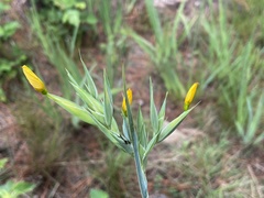 Sisyrinchium palmifolium