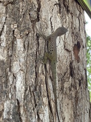 Anolis marmoratus